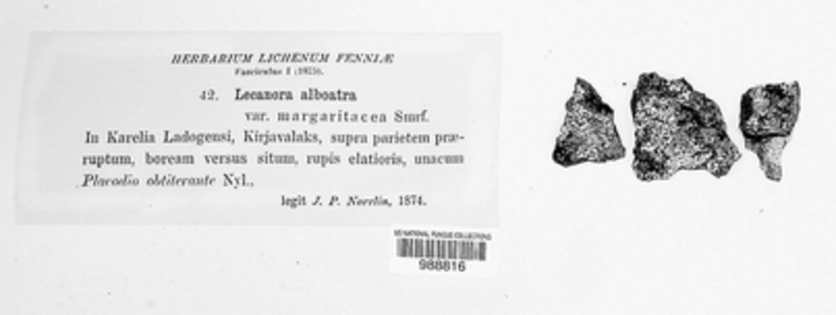 Diplotomma alboatrum image